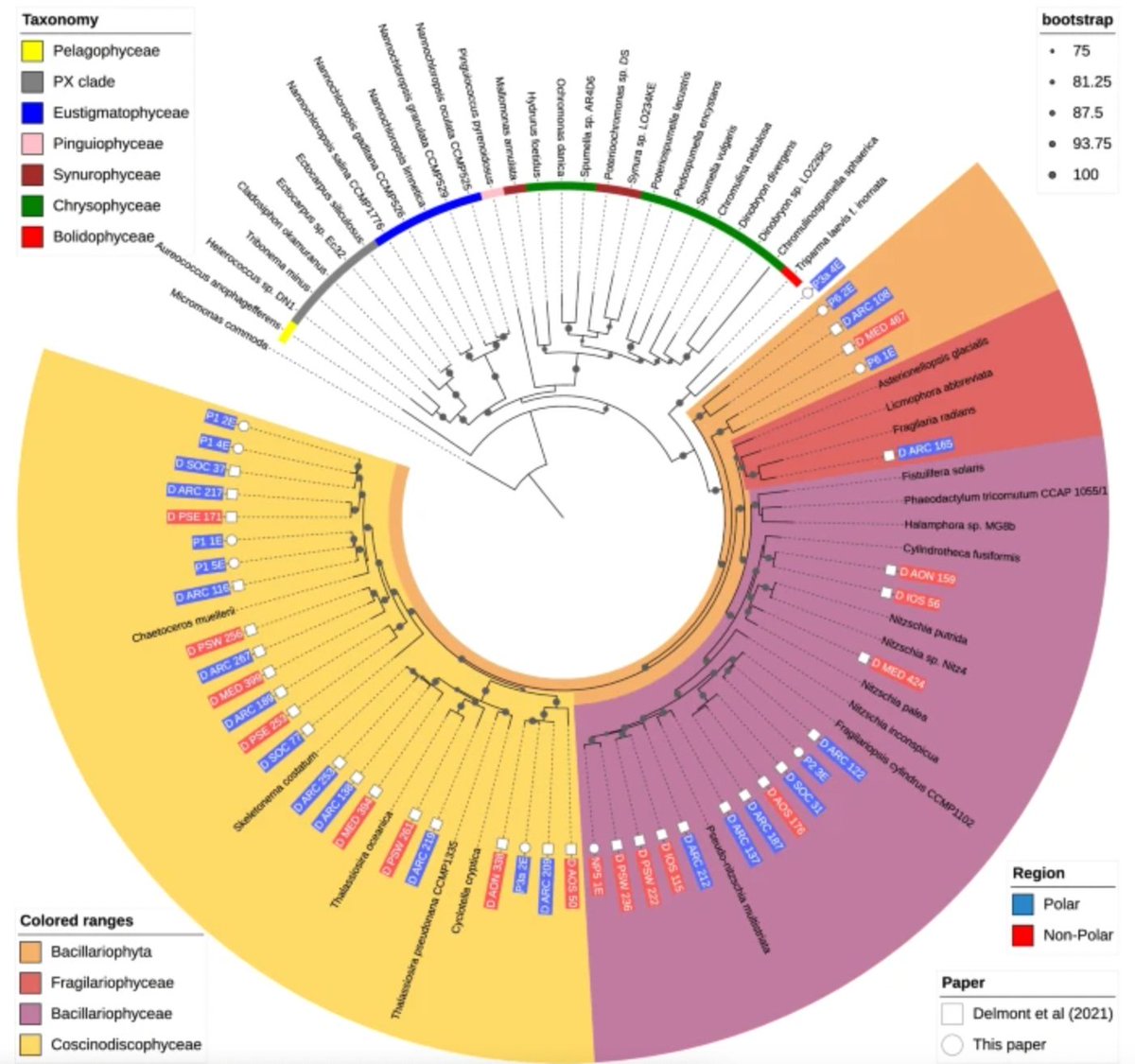 Th_Mock's tweet photo. Our new paper just out in @MicrobiomeJ. Great job by @ant_dunc in collaboration with @jgi @simroux_virus @EarlhamInst @richardmleggett @AWI_de et al. @ueaenv

Metagenome-assembled genomes of #phytoplankton microbiomes from the Arctic and Atlantic Oceans

https://t.co/FvQe5eHmzd https://t.co/ttZ4OoxWWg
