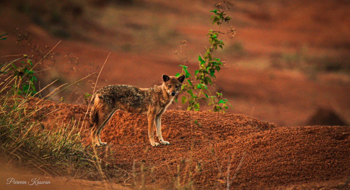 ParveenKaswan's tweet photo. So many people are confused between fox, hyena, wolf &amp; jackal. Lets see how many can identify them rightly. My captures. https://t.co/m7YIm8G3Ns