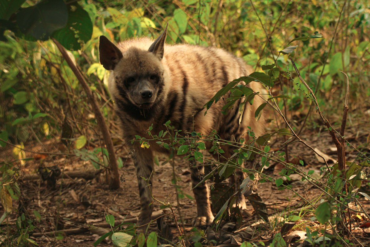ParveenKaswan's tweet photo. So many people are confused between fox, hyena, wolf &amp; jackal. Lets see how many can identify them rightly. My captures. https://t.co/m7YIm8G3Ns