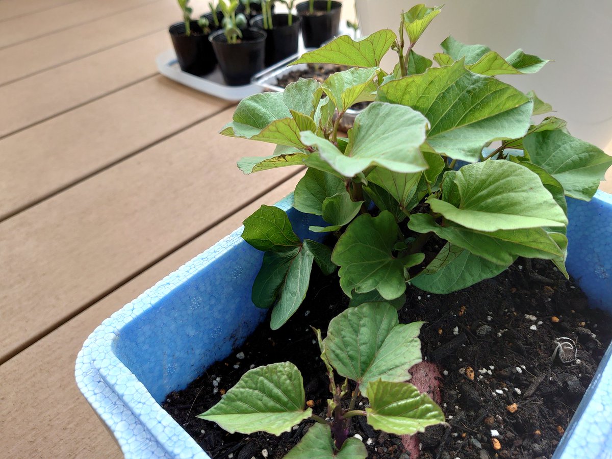 kinbaer's tweet photo. 次の家庭菜園は
さつまいも 

ただいま
苗 育成中・・・

害虫や病気の被害にあいにくくなり
生育も良くなる
#コンパニオンプランツ
枝豆と一緒に育てまーす♪ https://t.co/af1maA7nFI