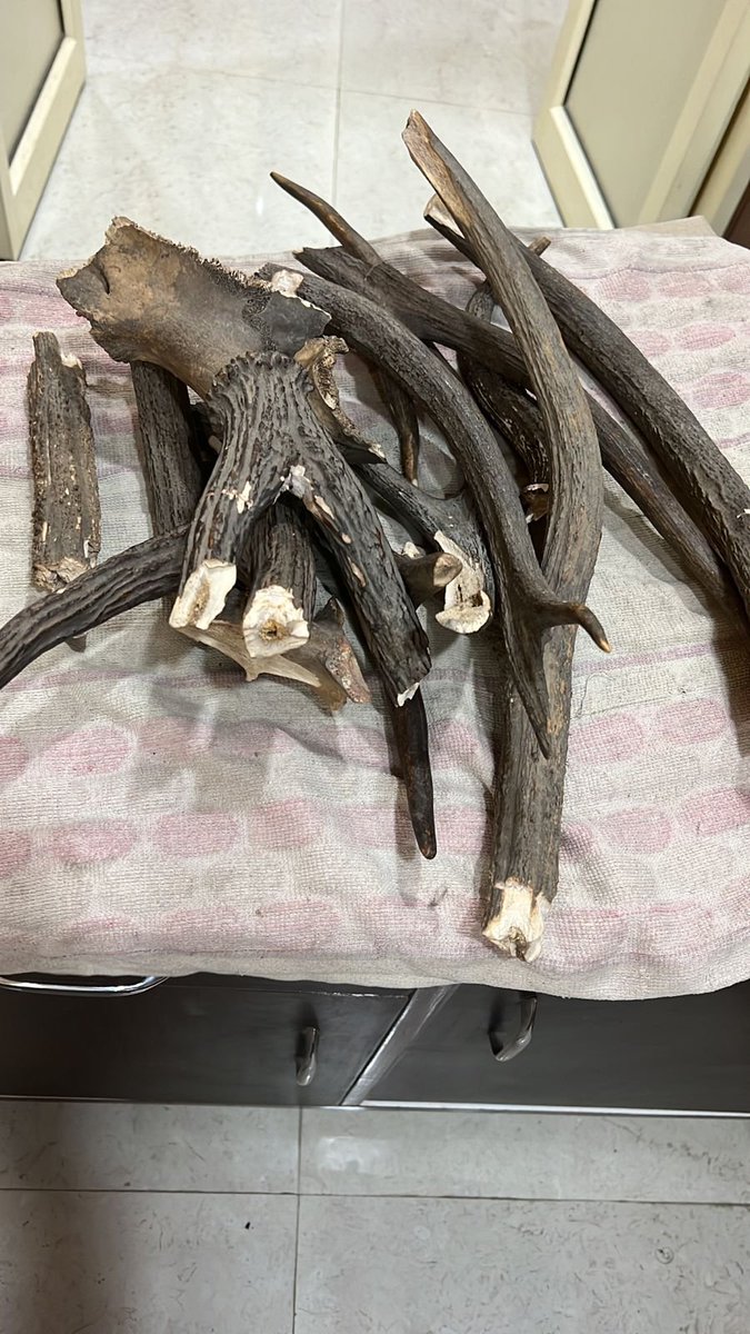 ANI's tweet photo. After a raid was conducted at BD Estate, Timarpur, a 23-yr-old woman was apprehended &amp; 3kgs deer horn worth about Rs 1.5cr in the int'l market was recovered; bought from one Gopal Thakur of Bahraich, UP, to supply in Delhi. Case being registered; probe is underway: Delhi Police https://t.co/r4GRrtJj0d
