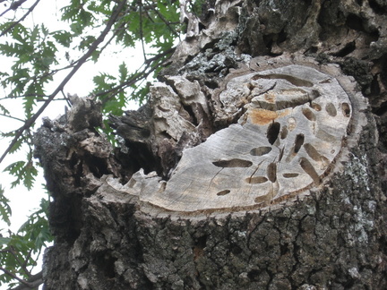 #WordleForestal
CERAMBYX. Género de escarabajos conocidos como capricornios (fam. Cerambycidae). 
Sus larvas xilófagas producen galerías que ocasionan daños graves en masas de Quercus 🌳. 
Viven varios años alimentándose de la albura del árbol lo que causa su  debilitamiento.