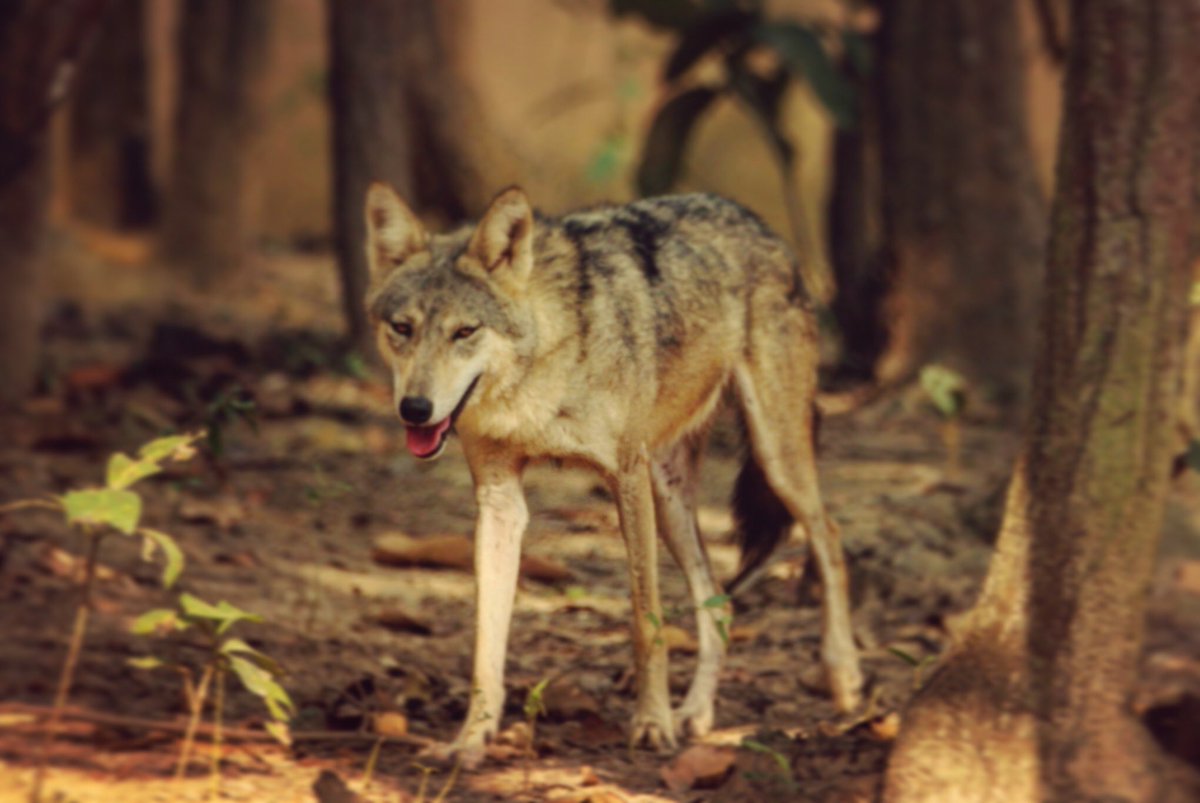 ParveenKaswan's tweet photo. So many people are confused between fox, hyena, wolf &amp; jackal. Lets see how many can identify them rightly. My captures. https://t.co/m7YIm8G3Ns
