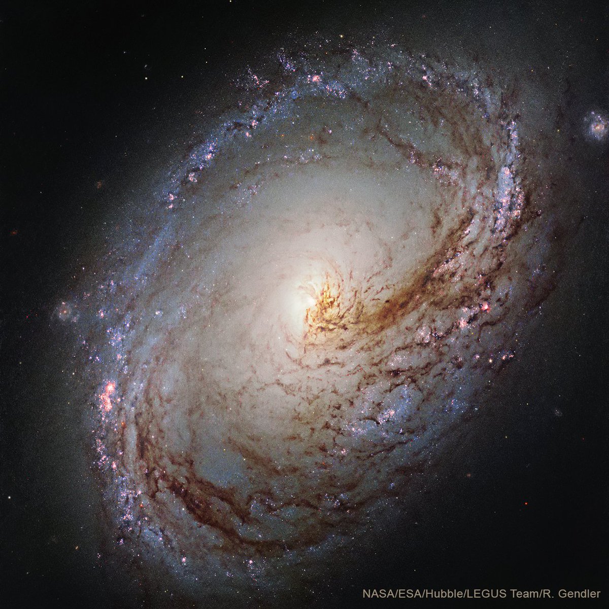 Today Chandra is studying M96, a spiral galaxy located about 35 million light years from Earth. The galaxy's core is not exactly at the galactic center and its spiral arms are asymmetrical — features likely caused by gravitational interaction with other galaxies nearby.