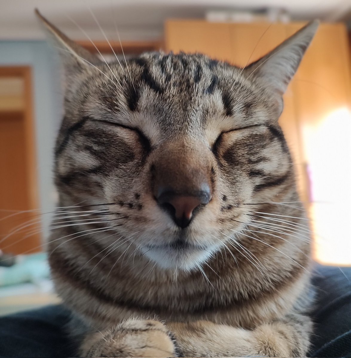 CapitanNomada's tweet photo. 🐈¡Enhorabuena! Te has encontrado con el Gato Dormido de la Buena Suerte. RT para compartir la suerte con tus amigos y conocidos. ¡Feliz día!😻 https://t.co/3ys3wghW5w