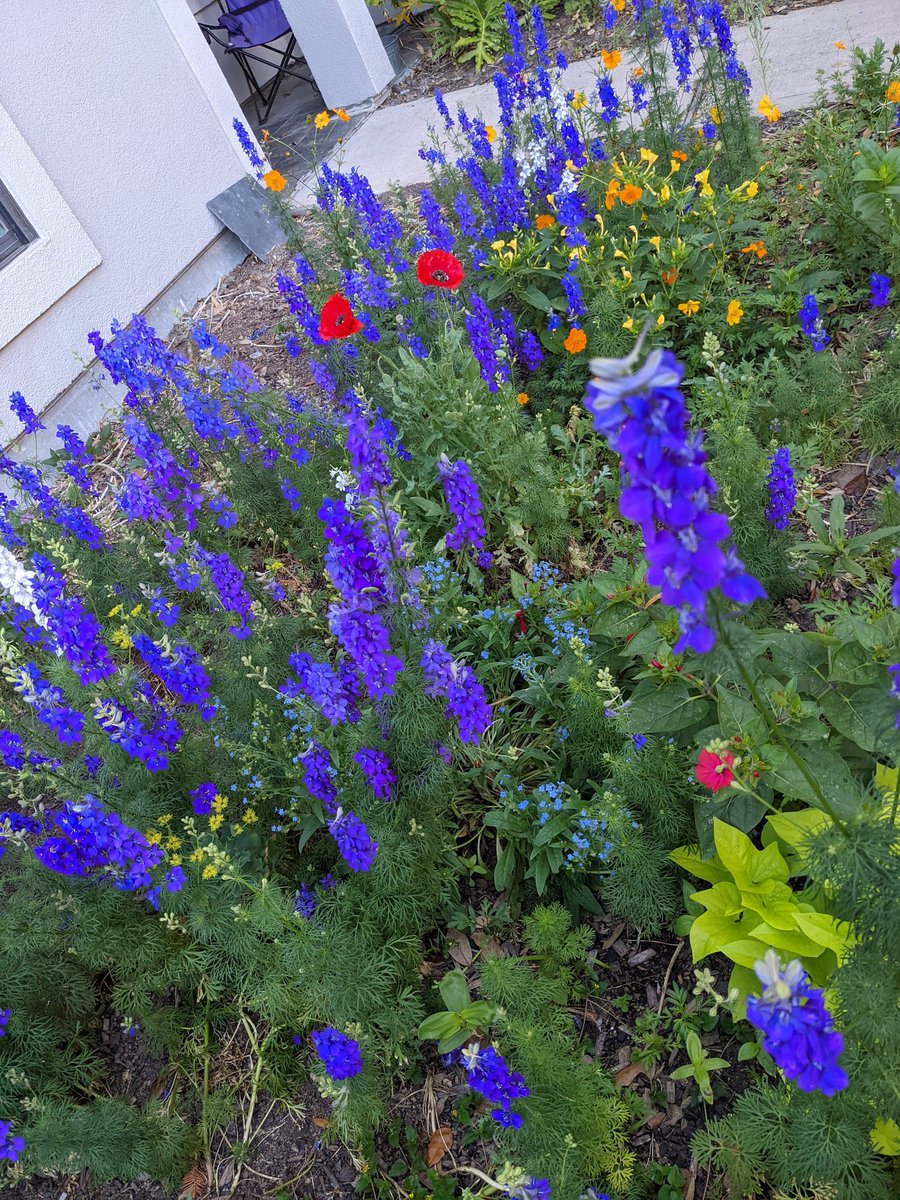 ityogini's tweet image. Wildflower patch doing ok.