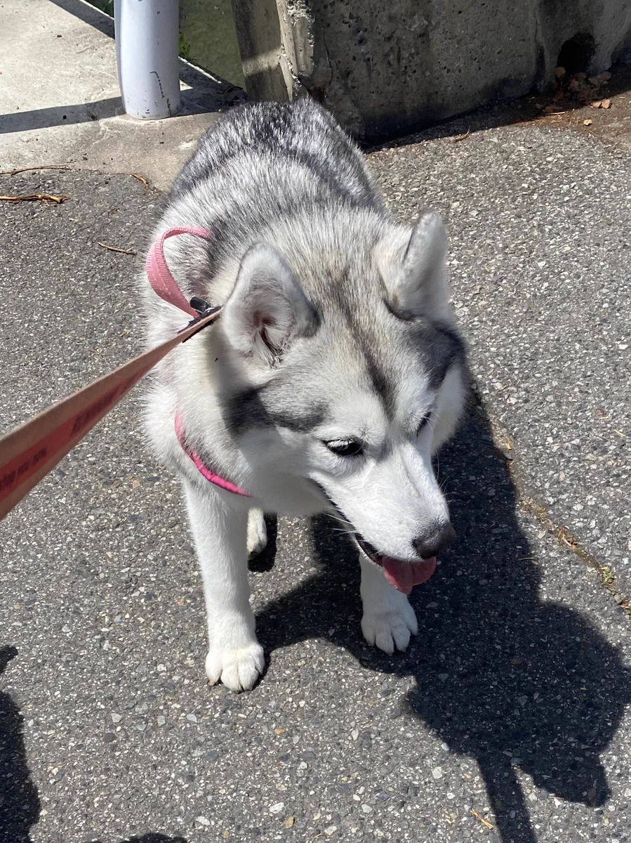 ワンコ散歩中の踏切に注意！電車通過直後は線路の電流が強くなる！