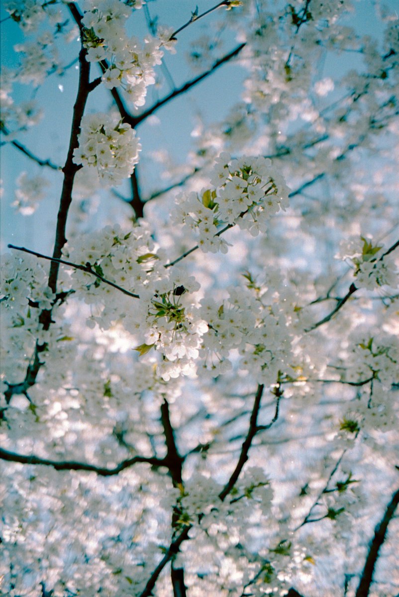 JonatasCD's tweet photo. yey! my camera came back from the dead. it was going to be a pity to get rid of it

long live Konica Hexar AF

#filmphotography #portra400 #kodak #hexaraf #konica #konicahexaraf #gm https://t.co/oCwApiUA4N