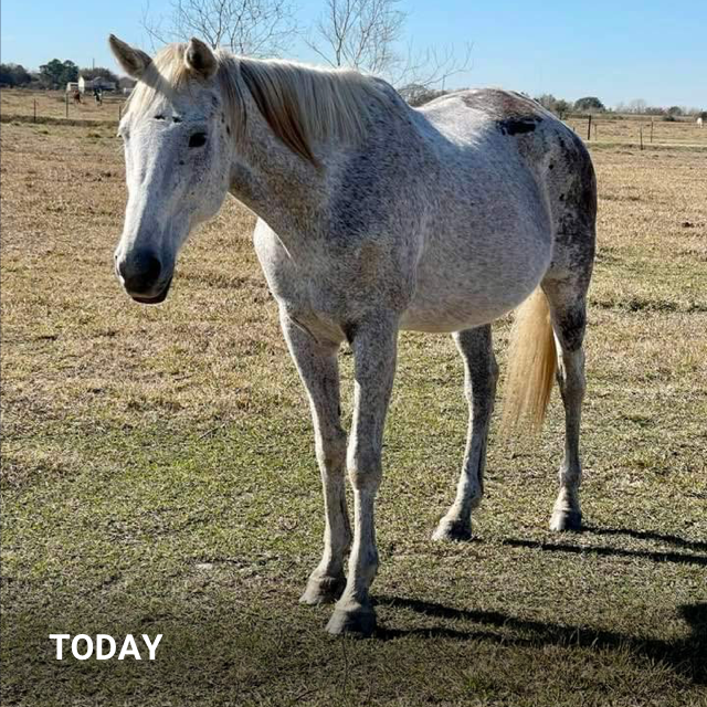 Habitat for Horses tweet media