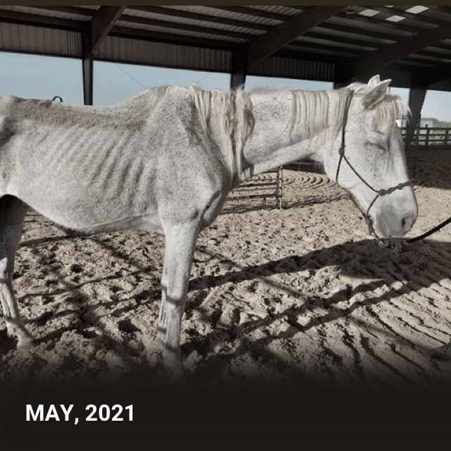 Want to know what happens to racehorses when they stop winning? Just look at Plum, a sweet girl who has finally found a life after suffering and neglect here at Miracle Ranch. Will you make a gift today to give her the care and love she deserves? bit.ly/SupportMiracle…