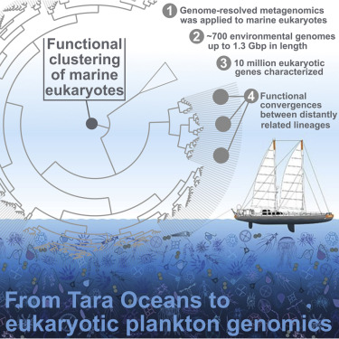 Eric_Pelletier's tweet photo. Our new paper on #eukaryote #plankton Metagenome Assembled Genomes from #TaraOceans is out with @tomodelmont and @GenoLAGE 

Functional repertoire convergence of distantly related eukaryotic plankton lineages abundant in the sunlit ocean: Cell Genomics - https://t.co/VlfyxBGksi https://t.co/ug7spCJfey