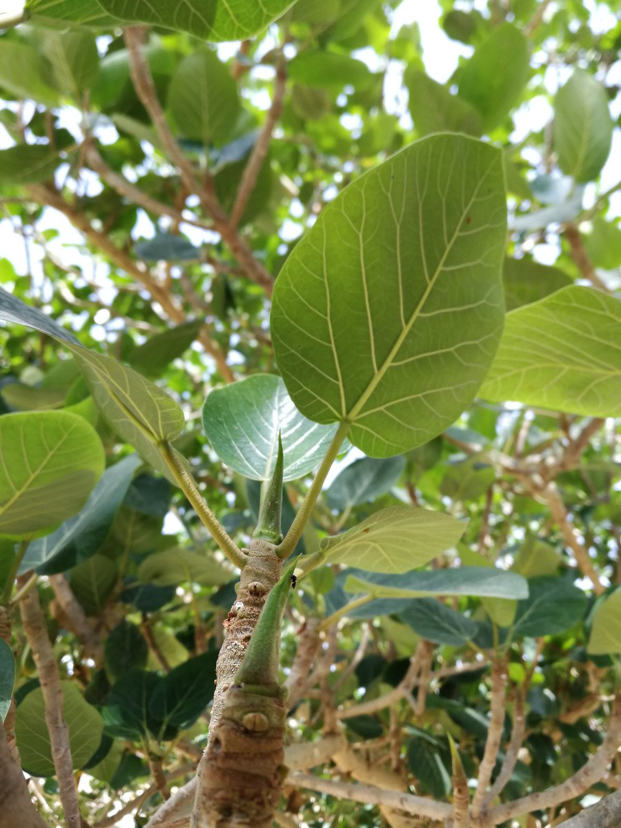 #استمطار_السحب
لعلها نعمة عظيمة علّمها الله تعالى عباده.. وكل ذلك بفضل منه سبحانه.. ولا يعني ذلك ان الانسان يضع البذرة في الارض ويسقيها لتكبر انه هو من اخرج شجرتها " بَلِ اللّهُ "