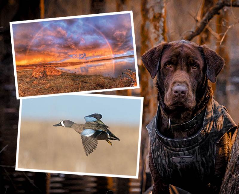 DucksUnlimited's tweet photo. Each year #DucksUnlimited publishes an official DU Calendar featuring extraordinary photography of wetland scenes, waterfowl, and hunting dogs. Support conservation by participating in our calendar photo contest! Enter now: https://t.co/h2SqSW5HFd https://t.co/IcBxyAXIEX