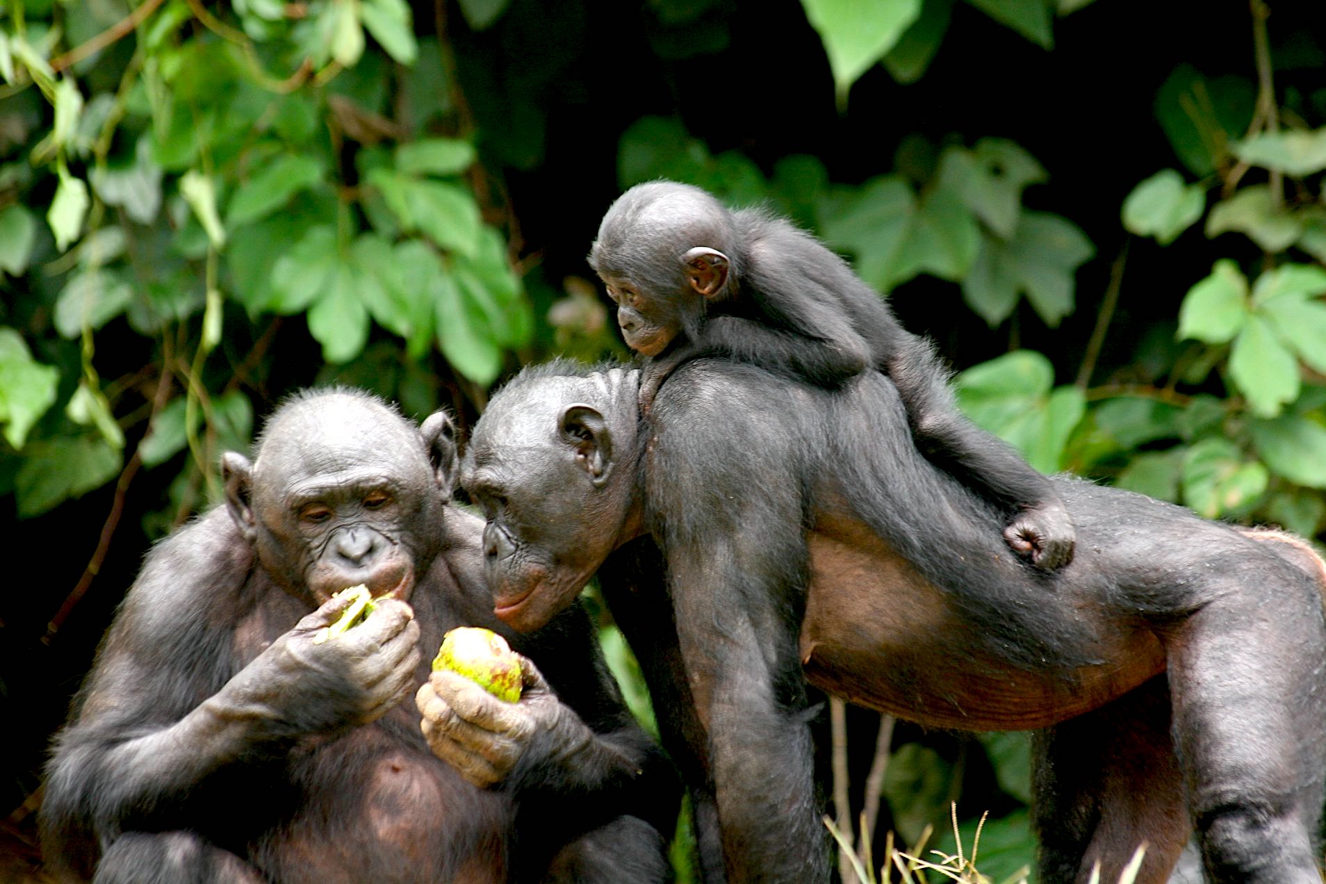 Friends of Bonobos/Lola Ya Bonobo on Twitter "Sharing is caring