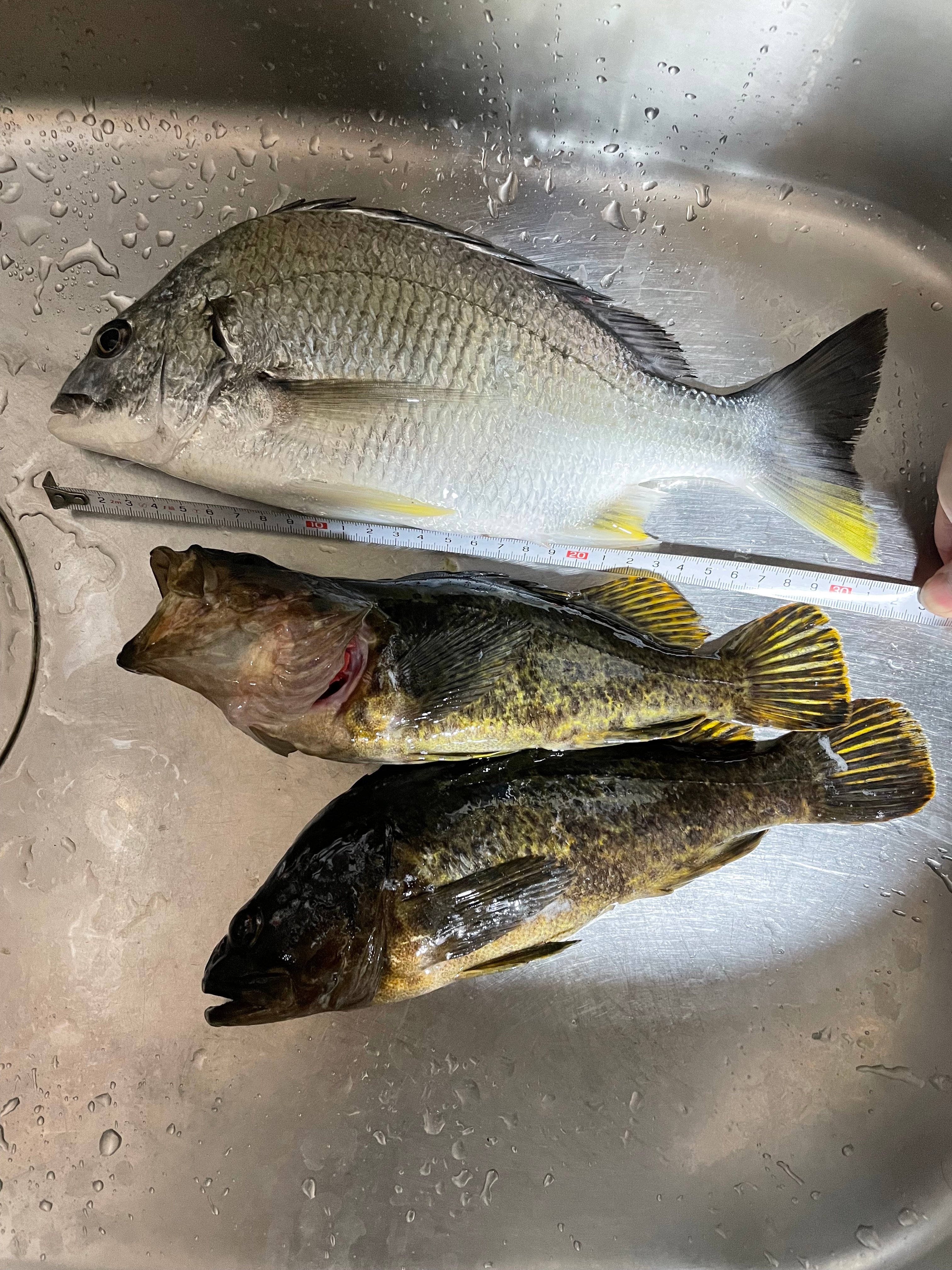 らむざ 今週の釣果 キビレ 31ｃｍ タケノコメバル 36ｃｍ 37ｃｍ キビレは初めて釣れたからチヌとの違いが楽しみである 釣り T Co 7wjlpfbw68 Twitter
