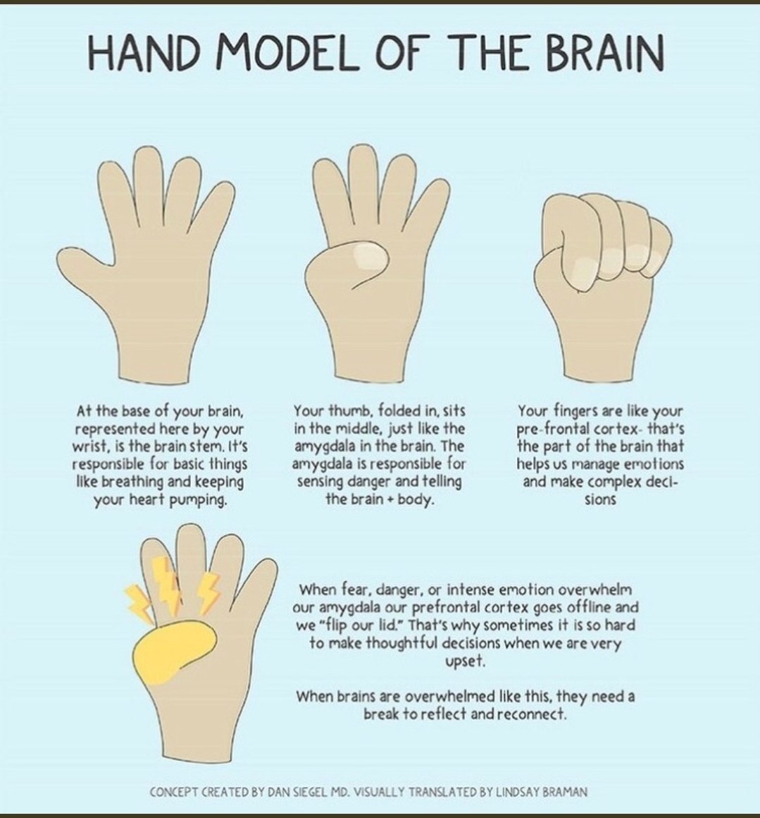 LighthouseGhs's tweet photo. 🧠✊️Using your own hand to get the sense of how, when overwhelmed with fear, anger, danger, trauma or anxiety the amygdala can 'blow up' & 'lids are flipped'.@GrangemouthHS
#understandingwhy #dysregulation
#DanSiegel https://t.co/gcoseNH2wt