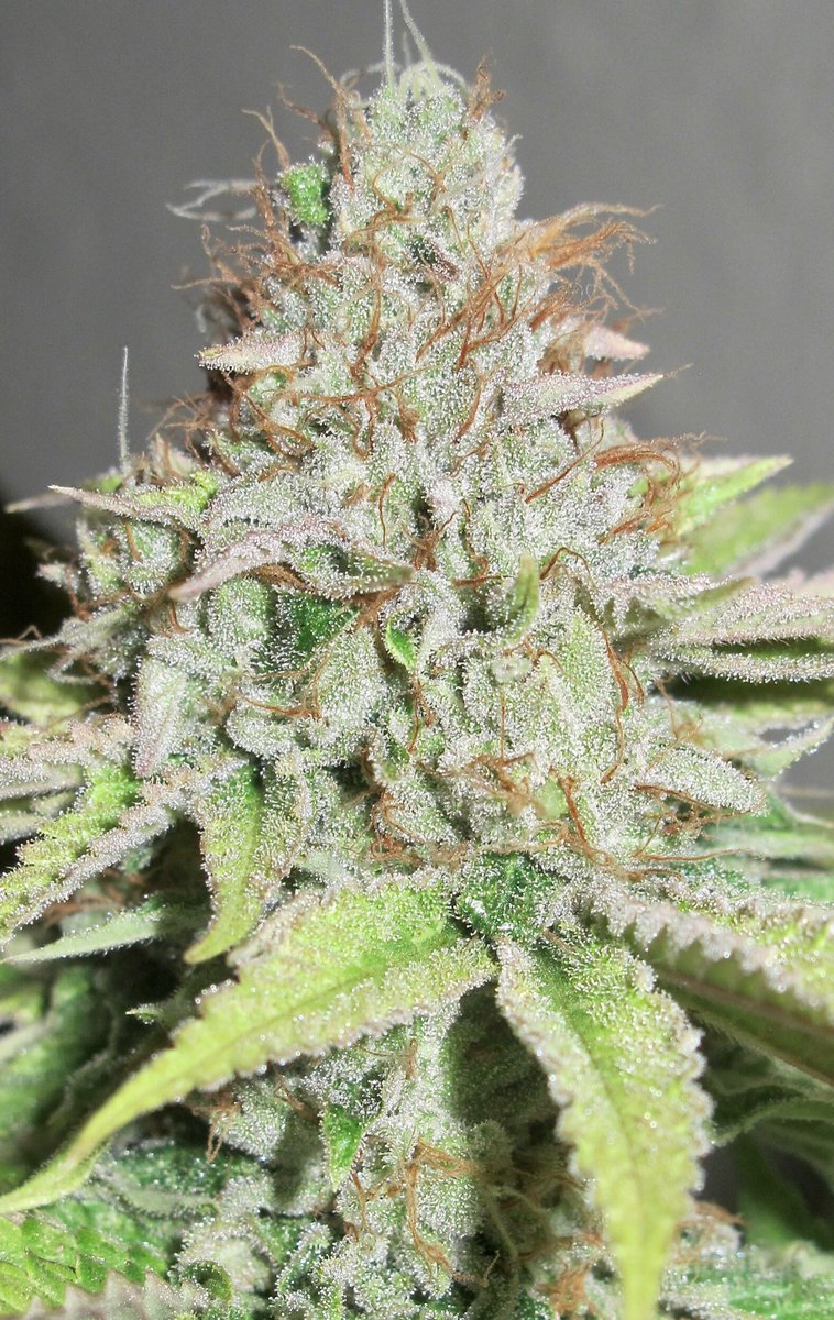 UltraGenetics's tweet image. Going to post this picture here because IG and #facebook can’t delete it and shadow ban me 👌🏻 #FreedomOfSpeech #cannabis #cannabisseeds #flowers #cannabisculture #terpatron3000