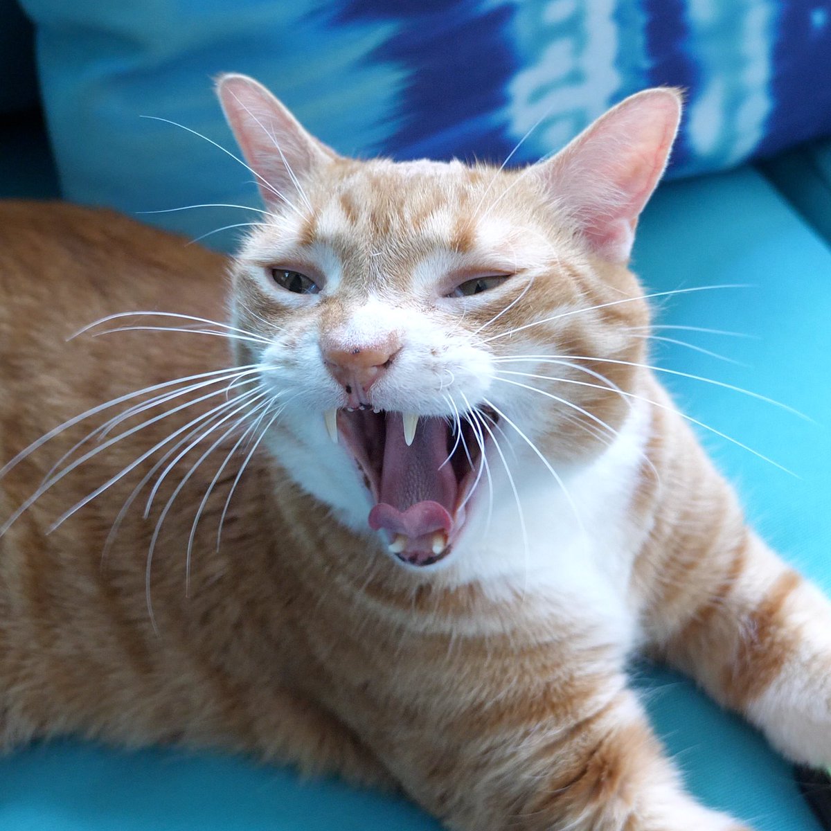 Cole & Marmalade tweet media