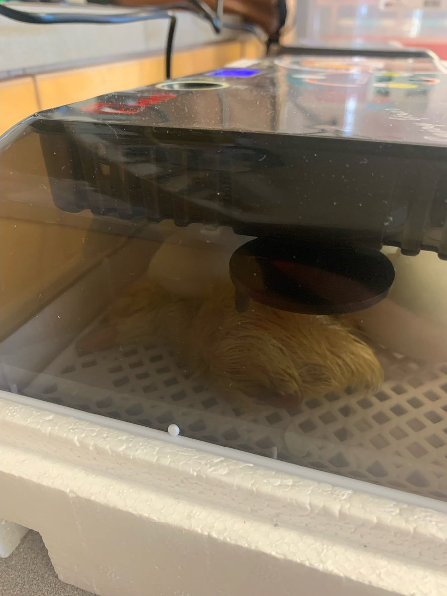 MrsMitschke's tweet photo. And so it begins! Our first duckling baby was born this morning 🥰 #proudmamas @RoyaloakCBE @CbeArea1 #wearecbe https://t.co/ZWPG1FiAHx