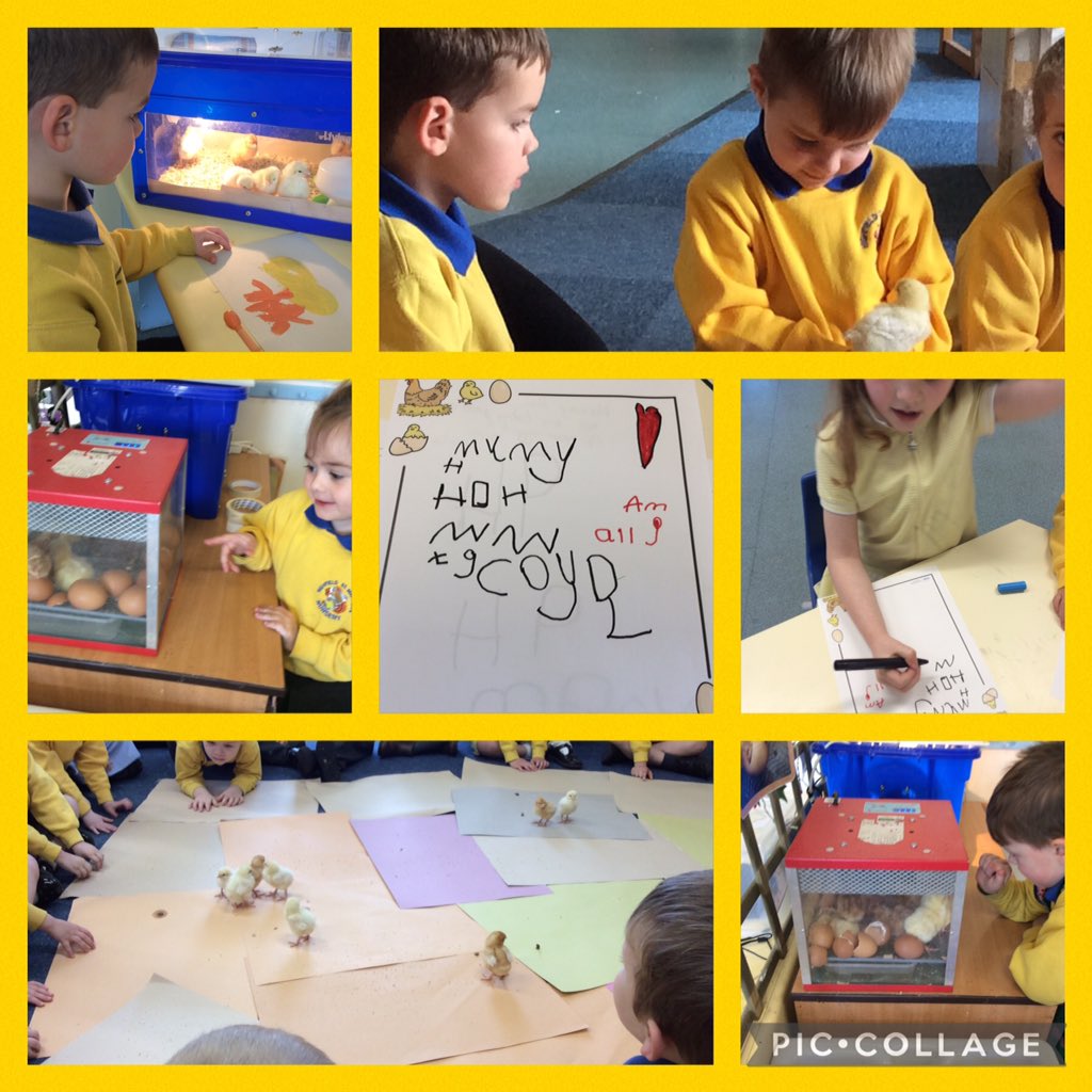 highfield_st's tweet photo. What an amazing two weeks Nursery have had hatching and caring for our chicks 🐣🐥. We have learned so much #HSTMSHINE @LDSTEducation @StHighfield https://t.co/eydnAj9KsF