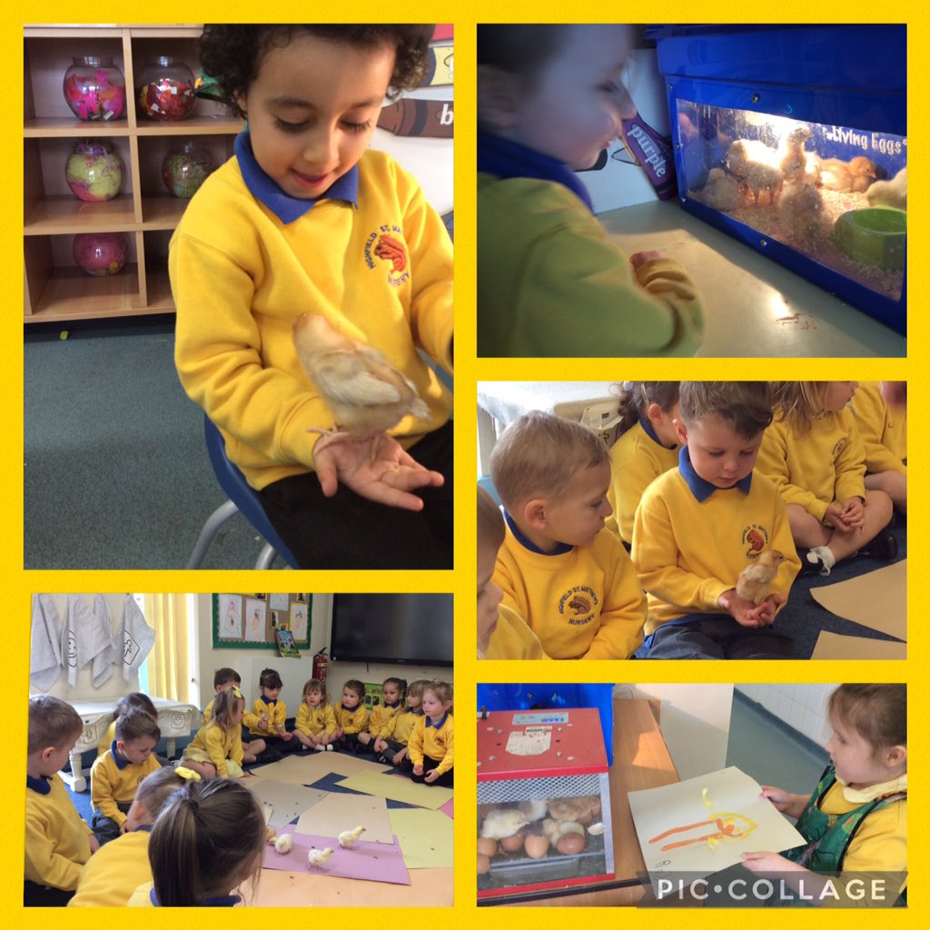 highfield_st's tweet photo. What an amazing two weeks Nursery have had hatching and caring for our chicks 🐣🐥. We have learned so much #HSTMSHINE @LDSTEducation @StHighfield https://t.co/eydnAj9KsF