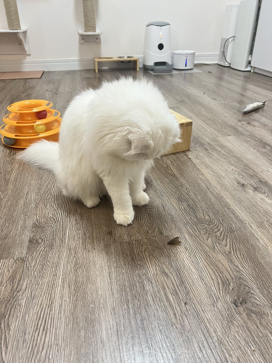 awwwfluffy's tweet photo. ที่บ้านฝนตกหนัก แมงเม่าบินเข้าห้อง แมววิ่งไล่กันหัวขวิด แต่ไอ่จิแบบ นั่งมอง ดีใจที่มันเป็นแมวสายมอง ไม่ใช่สายล่า เพราะวันก่อนนังไปนั่งเฝ้าคางคกในห้องน้ำคนเดียว 🥲 https://t.co/s3OCDms1Ql