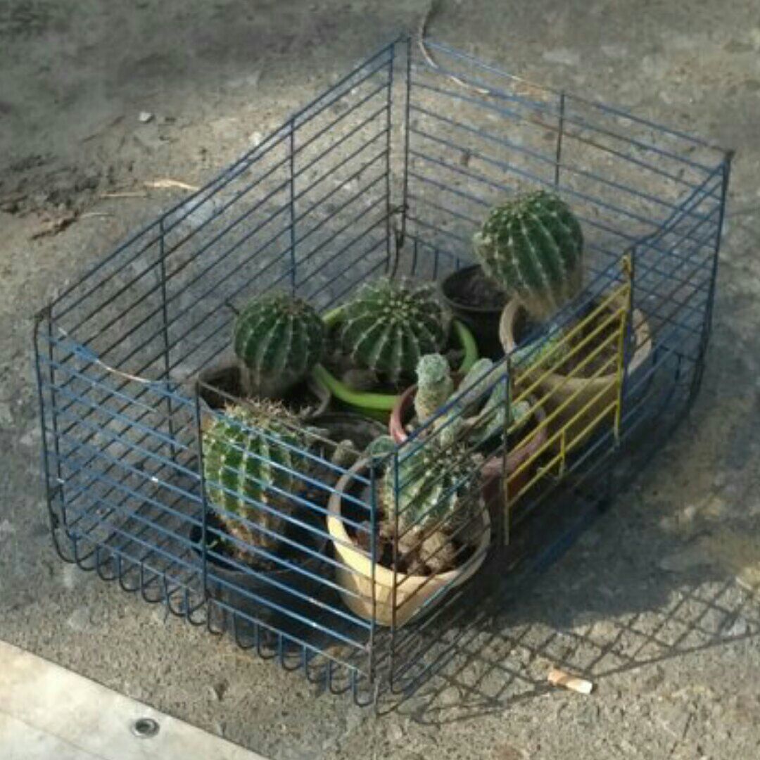 maregasm's tweet photo. Gosh I love this caged cactus from flea market https://t.co/fXPm9BnvGO