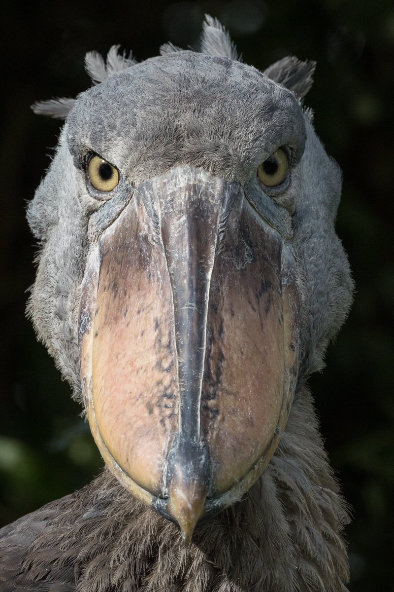 Shoebills are severely threatened by the illegal bird trade &amp; habitat loss. Thankfully about 350 shoebills have found sanctuary in Zambia’s Bangweulu Wetlands, where African Parks &amp; DNPW are working with dedicated local community members known as ‘Shoebill Guards’ to protect them
