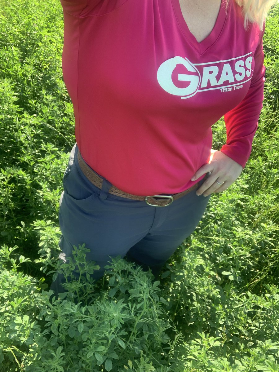 DrJJTuga's tweet photo. Today we HARVEST! But first data collection! Ready for year 3 harvest #2 of our Alfalfa-Bermudagrass at the #BetterGrazingProgram - this work is supported by @USDA_NIFA_ASAFS #UGABeef #AskMeAboutAlfalfa #AlfalfaInTheSouth @NAFANews @UGA_CollegeofAg https://t.co/60UsZOiizv