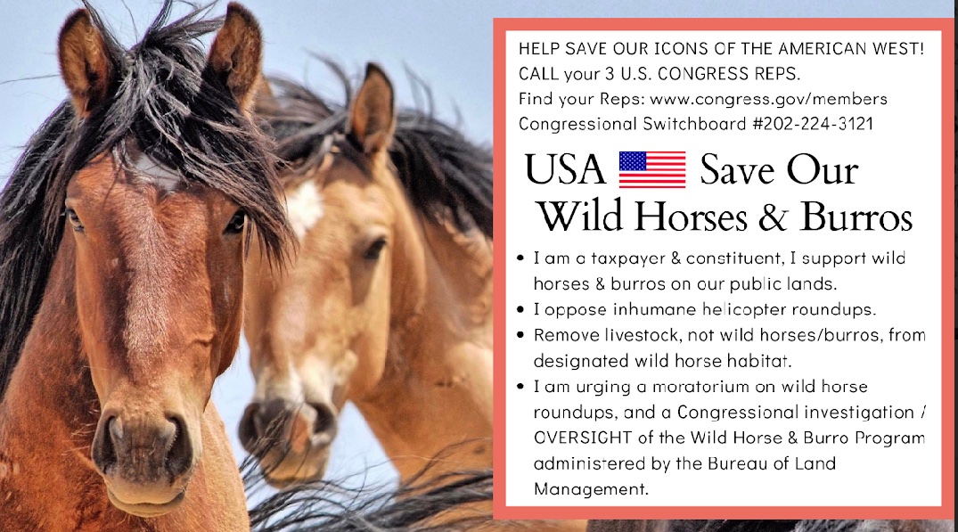 ATTENTION🗣 🌎 

#Wildhorses and  #burros desperately need YOUR voice❗️

Below is a thread 🧵with detailed and specific instruction on how you can help. They need you now more then ever. 

Will you help them by using your voice and making a call /tweet?