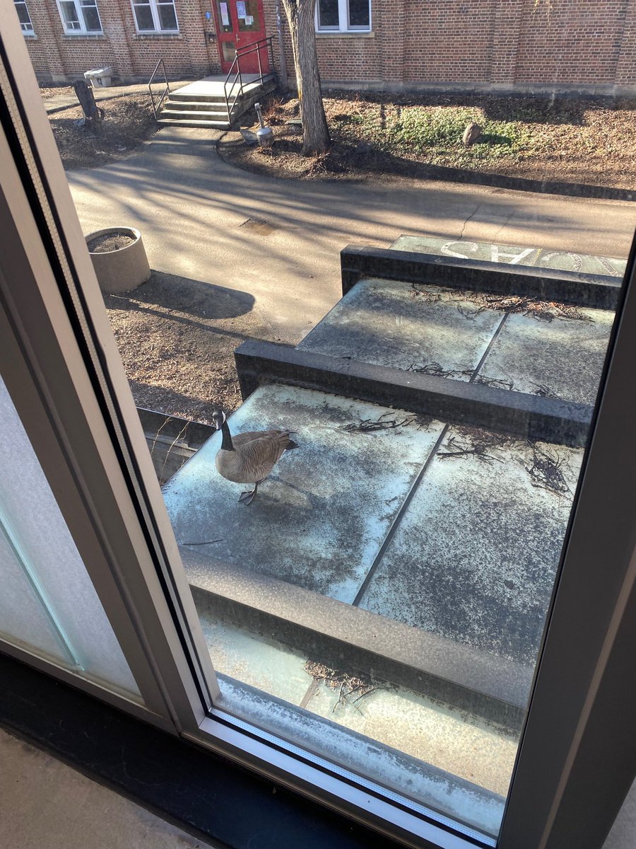 UAlbertaFGSR's tweet photo. Good morning. We have a new door guard today who would like to advise you that if you are visiting FGSR to use the doors to Triffo Hall by CAB. Please give our newest employee the space they need to find their wings today. Have a wonderful day. https://t.co/dHqlTpLGsB