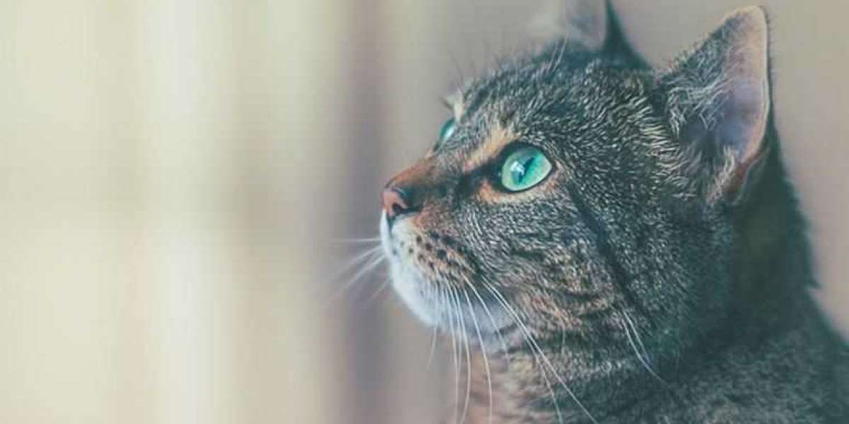 Kedilerde Fip Hastalığı Nedir? petarkadas.com/blogs/kedilerd…