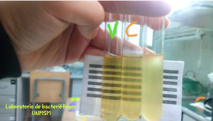 Pseudomonas' bacteriophages running a lytic cycle 
<a href="/PhagesLabUNMSM/">Bacteriophages Lab UNMSM</a> @JoseGuillenVas1 #bacteriophages #research