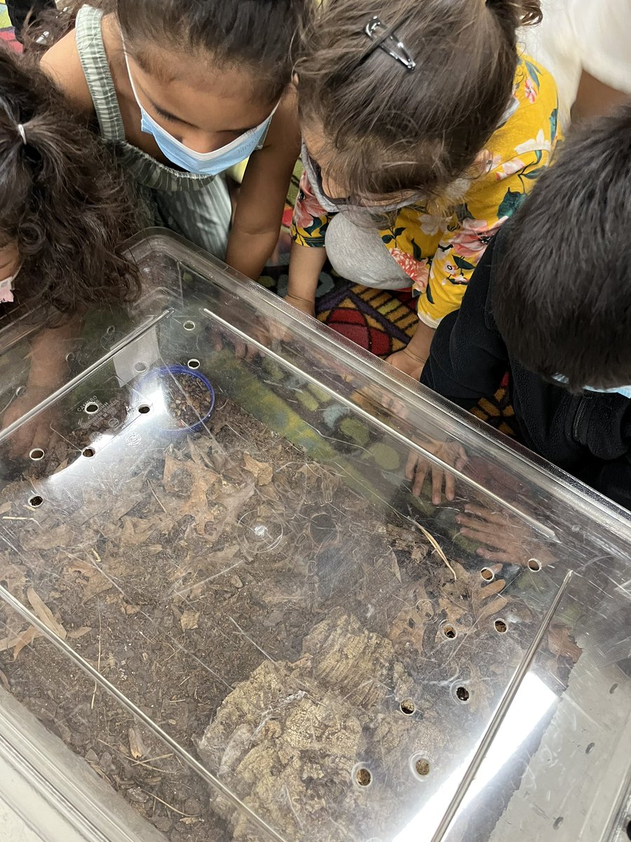 MsMayoIteachK's tweet photo. Bugs, butterflies, pupa, larvae—OH MY! We’re learning all things entomology. Thank you to Ms. Cranford for bringing learning to life for us. AND we got to take exoskeletons and butterfly wings home🪳🐞🕷 https://t.co/I7QIn3Ymxc