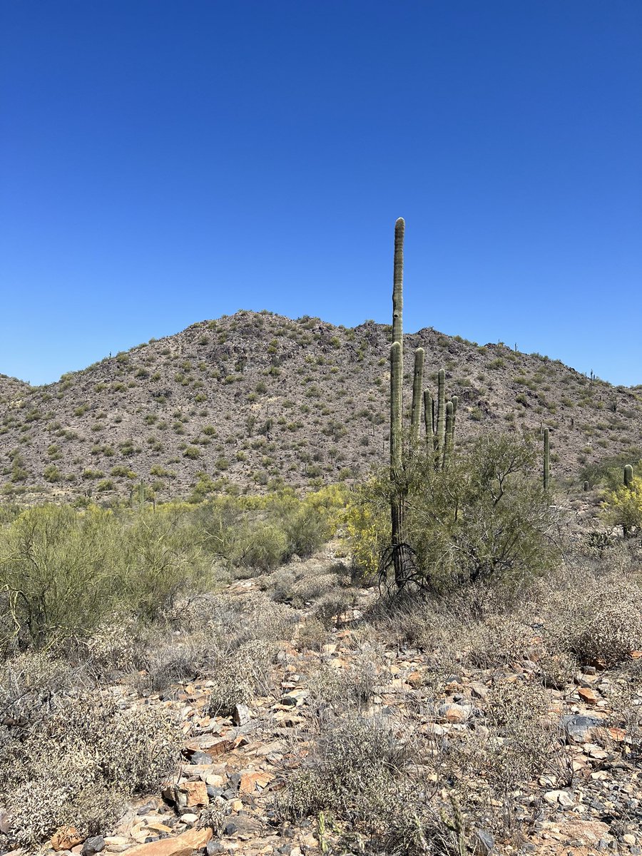 poofichu's tweet photo. Fantastic hike yesterday learning about the Sonora desert plants and wildlife!! Thanks for such a fantastic experience @gowithinco ☀️🌵🙌🏻 https://t.co/fFDSJNFoKp