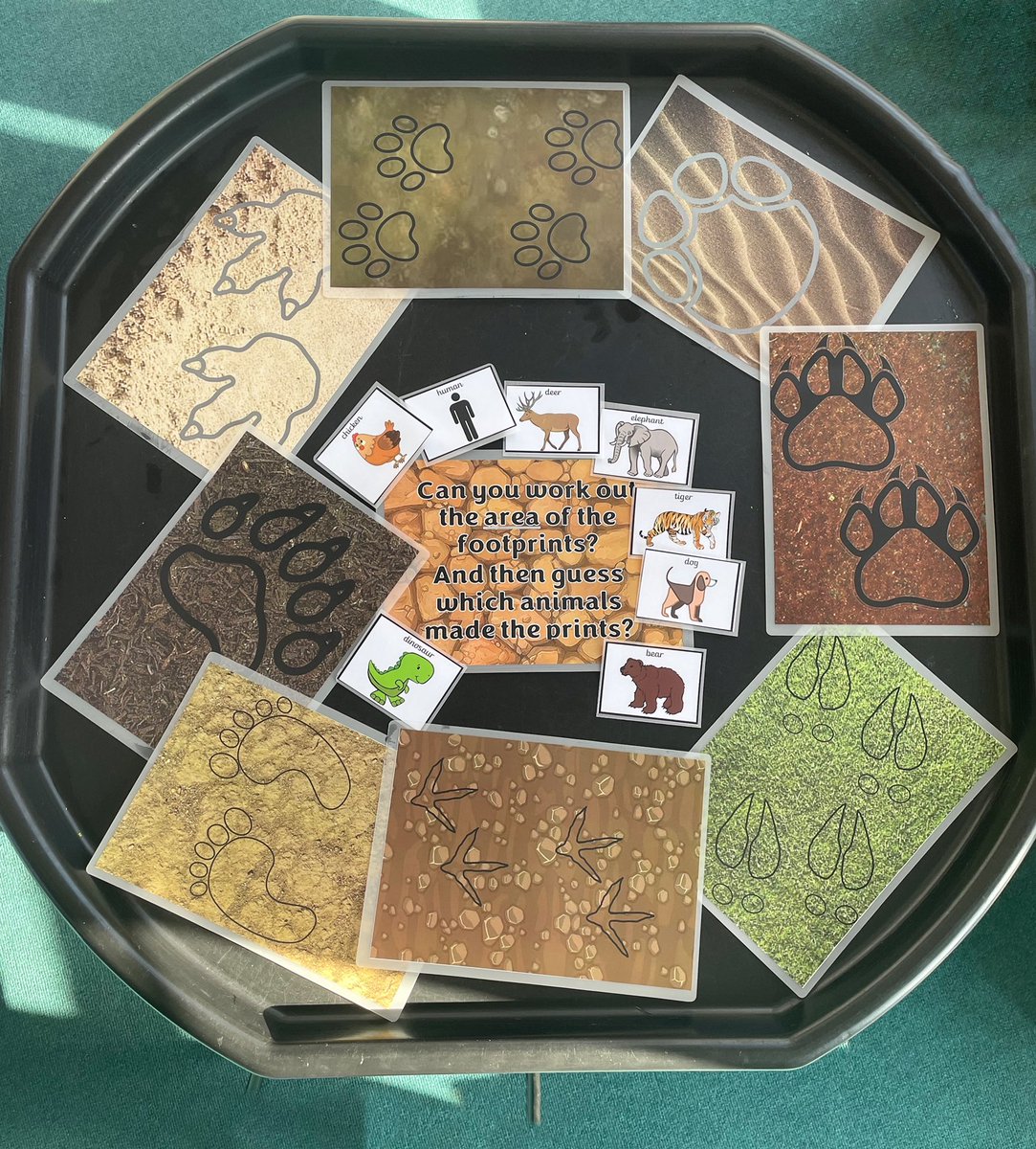 sword_miss's tweet photo. Prep 2 have been learning all about animals around the world for their topic this term 🌎 we’re testing our new maths learning too by working out the area of the footprints and then guessing which animal left the prints 🐈‍⬛🐻🐎🐅🐥 https://t.co/3a8D9TQmBs