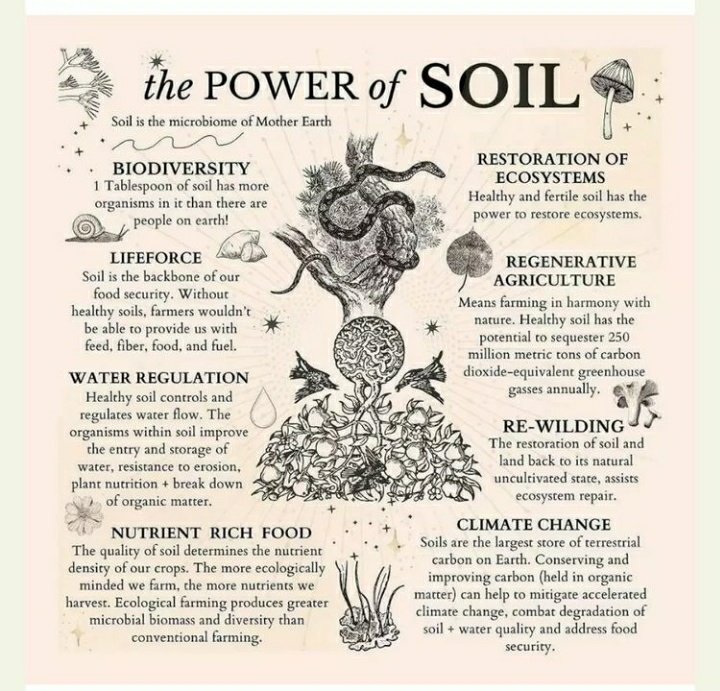 Honnashree1's tweet photo. @cpsavesoil @SadhguruJV #SaveSoil #ConsciousPlanet #Sadhguru https://t.co/1bvsjjCcEz