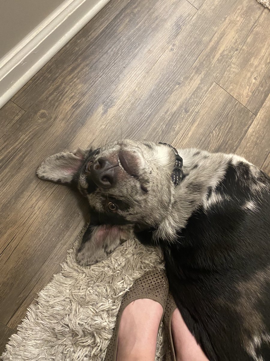 Good morning from my goofball! 💙