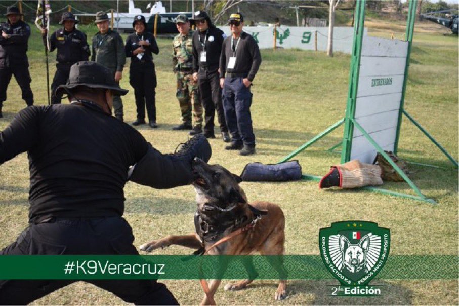 ContrerasXavier's tweet photo. #Veracruz referente internacional en la formación y profesional de cuerpos policiales. Ceremonia de Clausura de la Segunda Edición del Diplomado Internacional Táctico K9 Perros Multipropósito: @SP_Veracruz 🦮🐕‍🦺👮🏻👮🏼‍♀️ #K9Veracruz #MeLlenaDeOrgullo @lopezobrador_ @CuitlahuacGJ https://t.co/AyMIaGWy8I