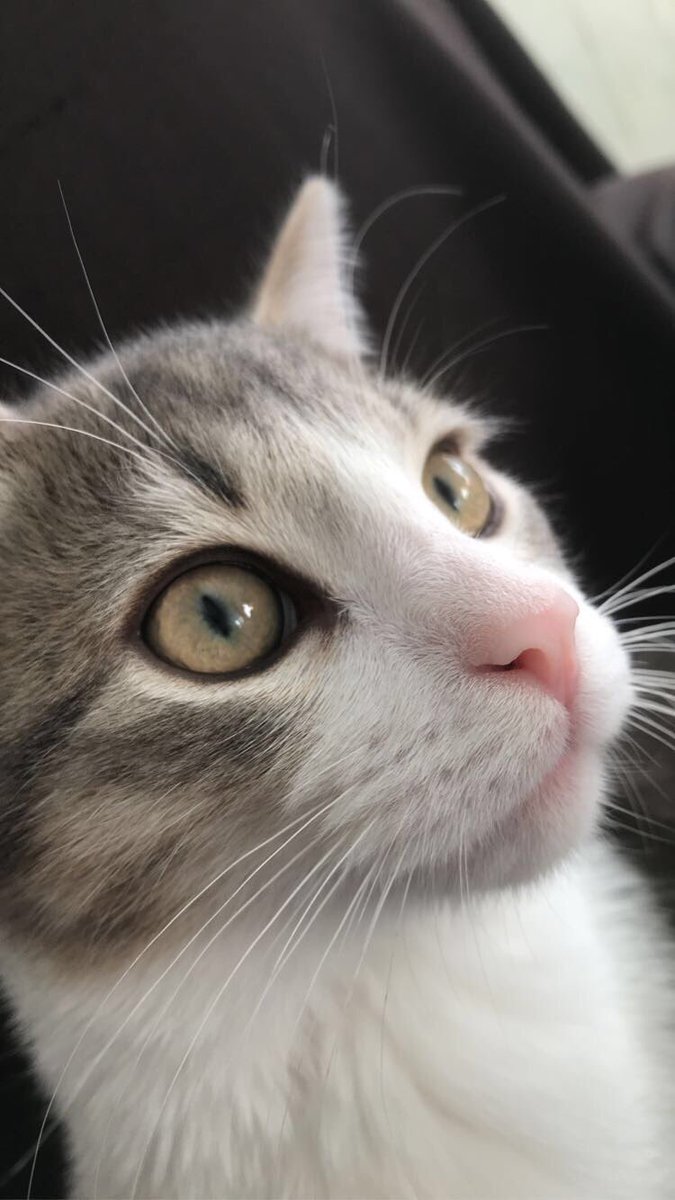 gull_dl's tweet photo. @Elies13700 Mon chat >>> https://t.co/zVzt2FBNOX