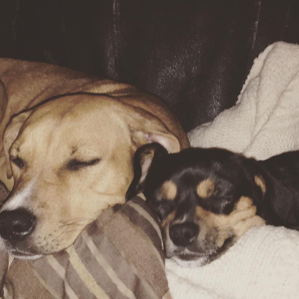 My lovely ladies. Rosie and Tonka. Rosie the smaller one is the mom of Tonka the big one. Rosie only had one baby.. 💛💚🤎