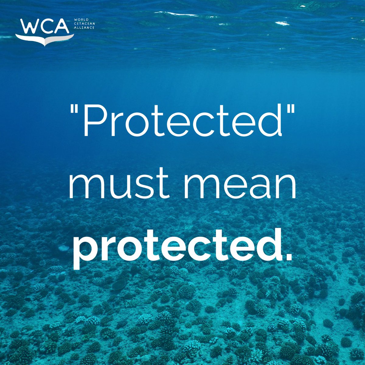 Bottom trawling is allowed in a shocking 86% of EU #MarineProtectedAreas, damaging the same habitats that these MPAs are supposed to defend.

As part of @TBTCoalition, we’re calling on MEPs to vote next week to #BanBottomTrawling in MPAs.

eureporter.co/business/fishe…

#MEPs4MPAs