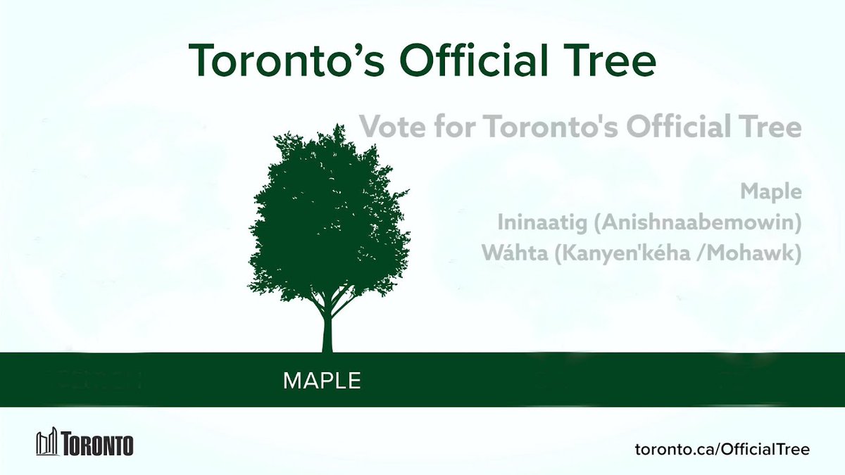 MLeavesForever's tweet photo. Toronto residents are invited to vote on a which species to designate as it's "official tree". We think it's obvious - #gomaple! Submit your vote(s) today and champion our native maple trees - voting closes May 10. https://t.co/WIfbuGDOmC #maplesmatter #plantnative #mapletrees https://t.co/4fV1MFUeHZ