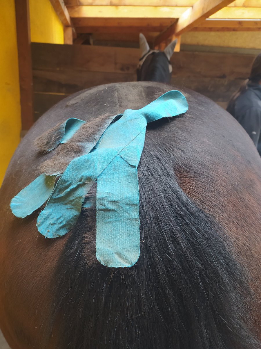 MonAmour12xxx's tweet photo. Tapen im Fellwechsel 🤣 Es lebt 🤪
#Fee #Zauberfeemäuschen #Traber #Rennpferd #verrücktesRennpferd #tapen #kinesiotaping https://t.co/HJk6Fa0DrV
