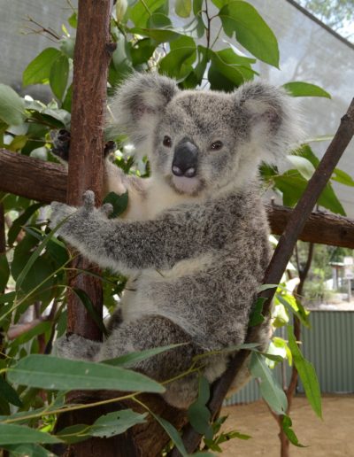 DryKoala's tweet photo. Meet Coolabah🐨🌿

The first #Adopted #Koala in the Dry Koala Land Club Family❗️
We are super excited to see this cool joey grow up into a mature koala.

Interested in adopting a koala or #donating to a #charity that is on the frontline Visit @savethekoala 
#DKLC #WWF #Australia https://t.co/TpHabKPIW6