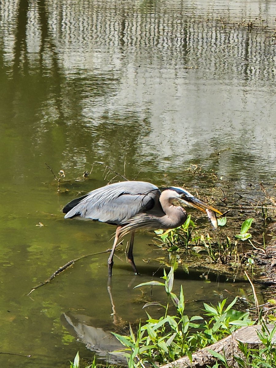 Brunchtime! <a href="/every_heron/">Every Heron 𓆀💙</a> 
#birds
#heron