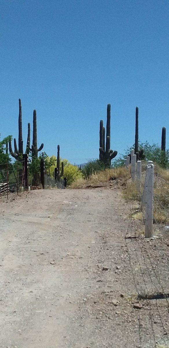 RodolfoHernad14's tweet photo. SIGUE EL GRAN DAÑO ECOLOGICO EN MAGDALENA* DESTRUYEN ZAHUAROS DE CIENTOS DE AÑOS Y A LAS AUTORIDADES LE IMPORTA MADRE * QUIEN ESTA VENDIENDO TERRENOS Y CAUSANDO ESTE DAÑO TAN GRAVE $$$$$ QUIEN PROTEGE A ESTOS ASESINOS DE LA NATURALEZA ES UNA VERGUENZA URGE INVESTIGACION https://t.co/Rv9qfrlYmL