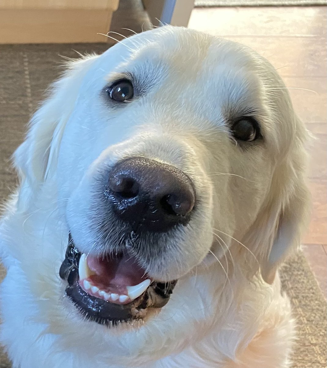 Wilson The Retriever tweet media