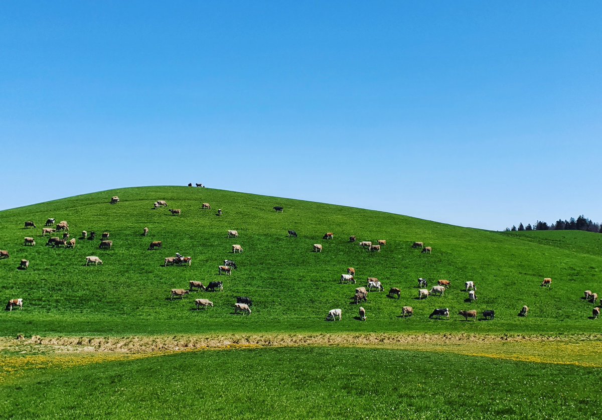sebmettraux's tweet photo. Colline verdoyante, avec les vaches 🐮🐮🐮
#windows #windowsxp #microsoft #collineverdoyante #bliss #windowsbackground #windowswallpaper #valleedejoux #switzerland https://t.co/VAaRjyzPcB