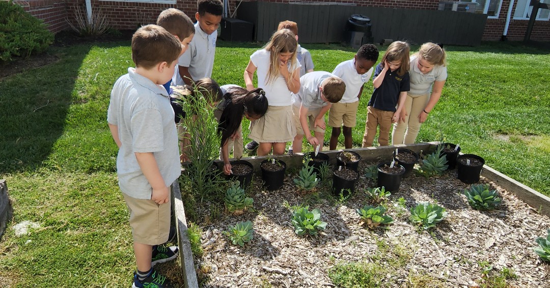 MillwoodSchool's tweet image. Our Bobcats in JK-6 collected and planted acorns last fall as part of a new Millwood tradition, the Class Legacy Tree. During STEAM we went out to check on our acorns and were surprised to see that we have seedlings sprouting from our acorns! #STEM #LegacyTree #MillwoodSchool